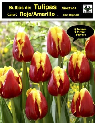 5 Docenas de Bulbos Tulipas Color: Rojo/Amarillo. Calibre 12+