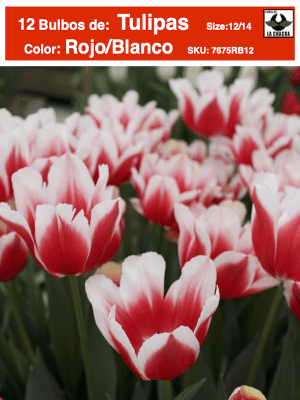1 Docena de Bulbos Tulipas Color: Rojo/Blanco . Calibre 12-14