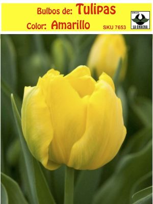 Bulbo de Tulipa Color: Amarillo Calibre 12 +