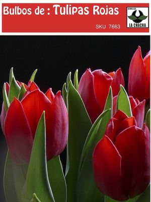 Bulbos de Tulipa Color: Rojo. Calibre 12-14