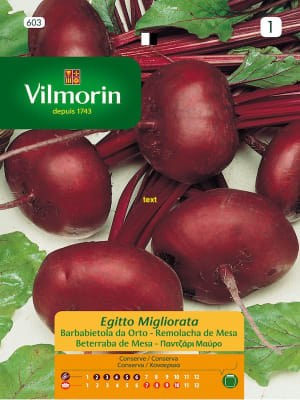 Betarraga Chata De Egipto. (Vilmorin)