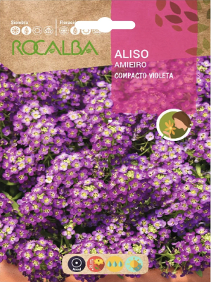 ALISO Violeta