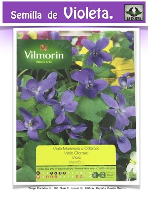 VIOLETA OLOROSA 4 ESTACIONES