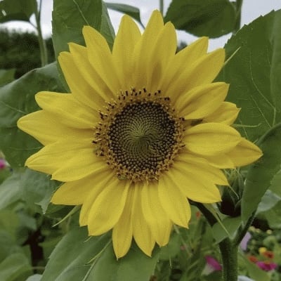 Girasol, Maravilla Lemon Queen