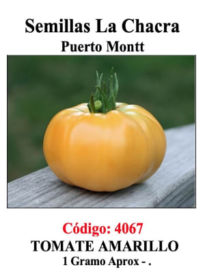 Tomate Amarillo. Redondo Grande