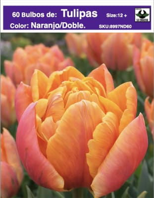 60 Bulbos Tulipas. Color: Naranjo Doble.