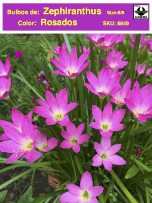 ZEPHIRANTHUS . Color: Rosada