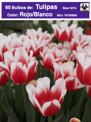 5 Docenas de Bulbos Tulipas Color: Rojo/Blanco. Calibre 12-14 0