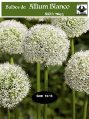 Bulbos Allium Blanco Calibre 14-16 0