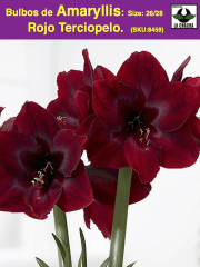 Amaryllis Clásico Calibre G¡rande. Color: Rojo Terciopelo size: 26/28 0