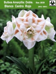 Amaryllis Exclusivos  Color:  Blanco Doble Centro Rojo. Size: 26/28 0