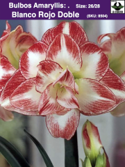 Amaryllis  Dobles (Bulbos) Blanco Rojo Doble. 0