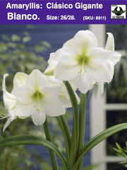 Amaryllis  Clásico Calibre Grande. Color: Blanco  Size: 26/28 0