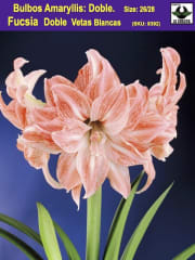 Amaryllis  Exclusivos Dobles  Color: Fucsia Vetas Blancas. Size: 26/28 0