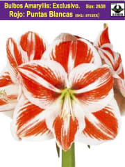 Amaryllis  Exclusivos  Color. Rojo  Puntas Blancas Calibre Grande Size: 26/28 0