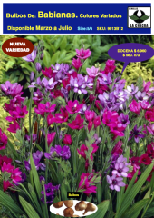 Bulbos de Babianas. Pack 12 Unidades.  Colores Variados. Size: 5/6 0