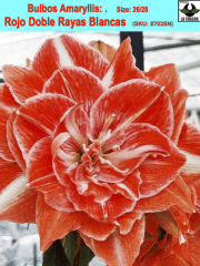 Amaryllis  (Bulbos) Rojo Doble Rayas Blancas . Size: 26/28 0