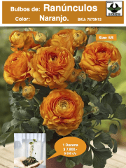 1 Docena de Bulbos de Ranúnculos Color: Naranjo. Size: 5/6 0