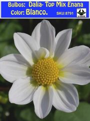 Champas de Dalias Top Mix Enanas Color: Blanco 0