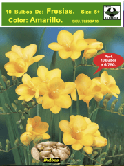 Bulbos Fresias Amarillas, Pack 10 Bulbos  Size 5+ 0