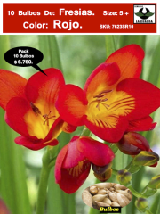 Bulbos Fresias Rojas. Pack 10 Unidades.  SIZE: 5+ 0