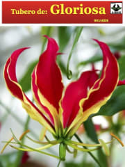 Gloriosa Tubero 0