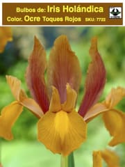 Bulbos de Iris Holándica Color: Ocre Toques Rojos. Size: 7/8 0