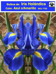 Bulbos de Iris Azul c/Amarillo 0