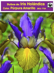 Bulbos de Iris Holándica Color:Púrpura Amarillo Size: 7/8 0