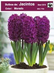 Jacinto. Morado Calibre: 13-15 0
