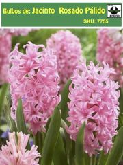 Jacinto. Rosado  Calibre: 13-15 0