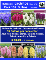 Pack 105 Bulbos de Jacintos Calibre 14-16 0
