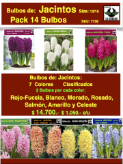Pack 14 Bulbos de Jacintos. Calibre 14/16 0