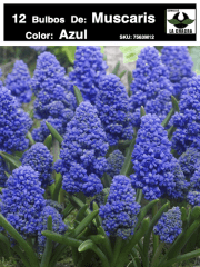 1 Docena de Bulbos de Muscaris Azul Size: 5/6 0
