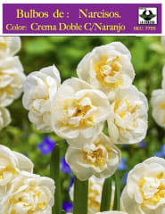 Bulbos de Narcisos. Crema Doble C/Naranjo. Calibre: 12 + 0