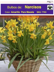 Bulbos de Narciso. Amarillo Para Macetas. Calibre: 12+ 0
