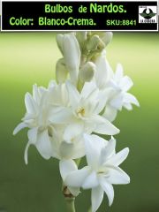 Polianthes Tuberosa , Nardos Color: Blanco-Crema 0