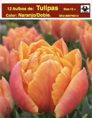 1 Docena de Bulbos Tulipas Color: Naranjo Doble Calibre 12-14 0