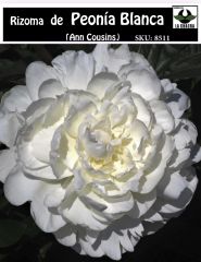 Rizoma de Peonía. Blanca 0