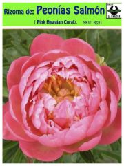 Rizoma de Peonía: Hawaian 0