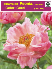 Rizoma de Peonía. Coral 0
