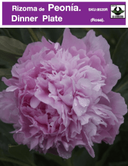 Rizoma de Peonía. Color Rosa 0
