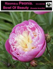 Rizoma de Peonía. Color: Rosado Amarillo 0