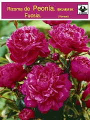 Rizoma de Peonía. Fucsia 0