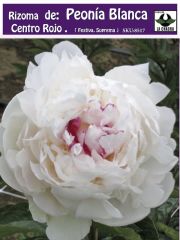 Rizoma de Peonía. Blanca Centro Rojo 0