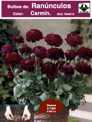 1 Docena de Bulbos de Ranúnculos Color: Carmín. Size: 5/6 0