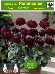 5 Docenas de Bulbos de Ranúnculos Color: Carmín. Size: 5/6 0