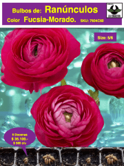 5 Docenas de Bulbos de Ranúnculos Color: Fucsia Morado. Size: 5/6 0