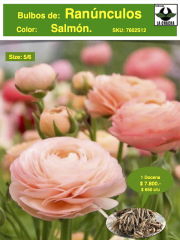 1 Docena de Bulbos de Ranúnculos Color: Salmón. Size: 5/6 0