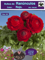 5 Docenas de Bulbos de Ranúnculos Color: Rojos. Size: 5/6 0